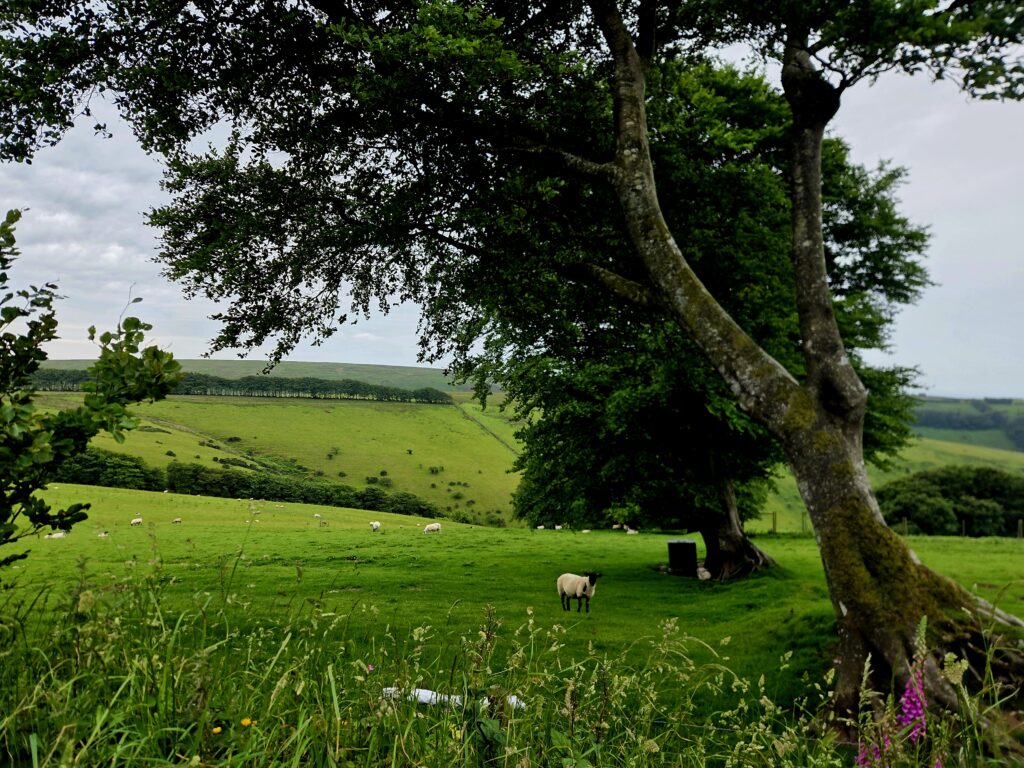 conseil à la plantation
agroforesterie
plantation de haies champêtres
PGDH
audit label haie