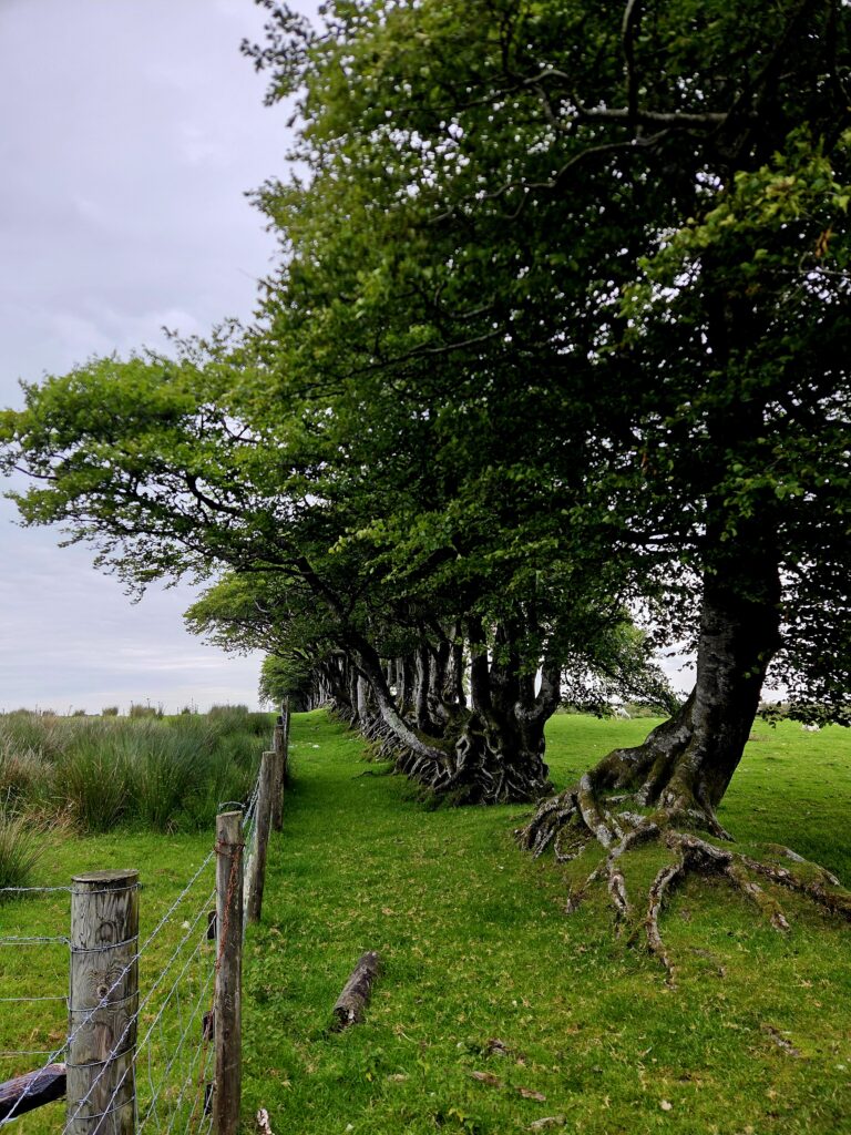 Anne Reutin
conseil à la plantation
agroforesterie
plantation de haies champêtres
PGDH
audit label haie