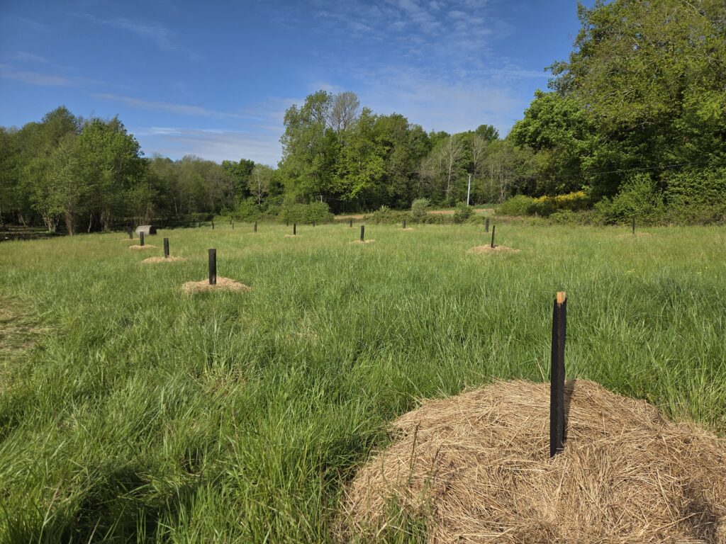 conseil à la plantation
agroforesterie
plantation de haies champêtres
PGDH
audit label haie