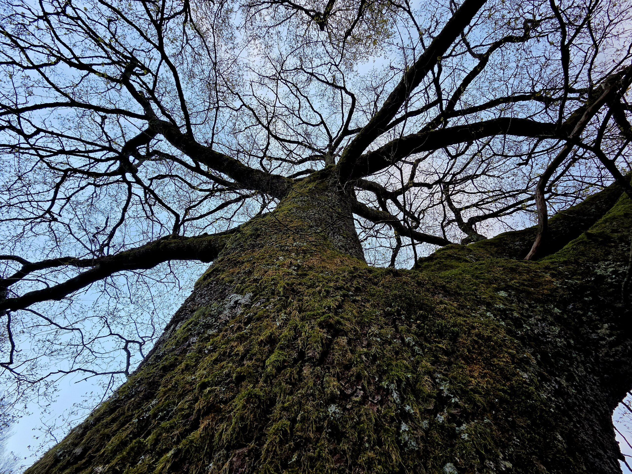 conseil à la plantation
agroforesterie
plantation de haies champêtres
PGDH
audit label haie