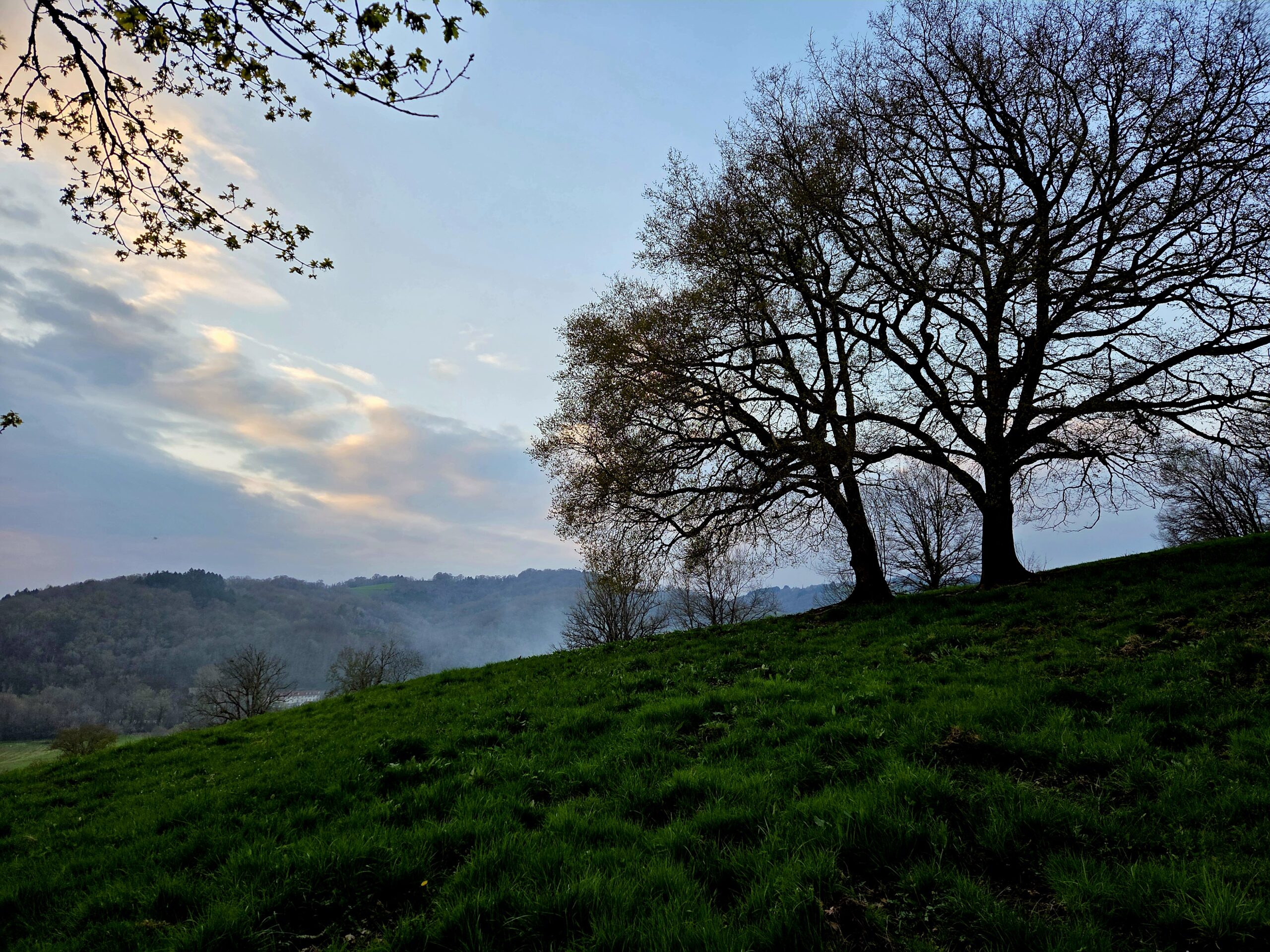 Anne Reutin
conseil à la plantation agroforesterie plantation de haies champêtres PGDH audit label haie