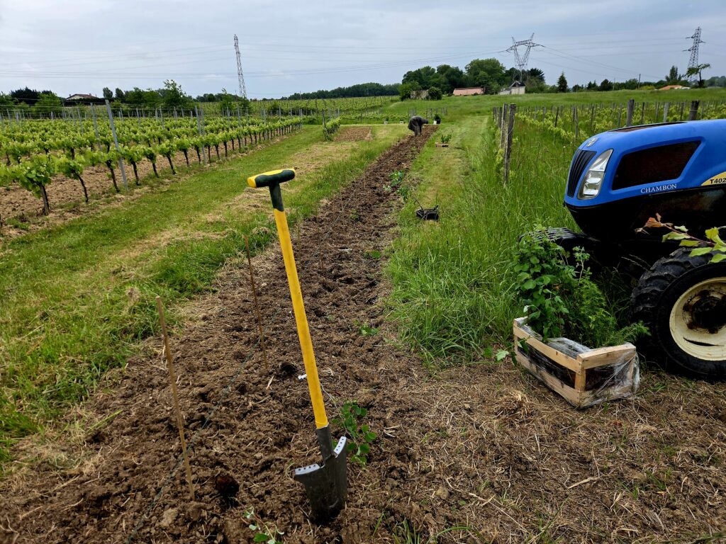 Anne Reutin
conseil à la plantation agroforesterie plantation de haies champêtres PGDH audit label haie