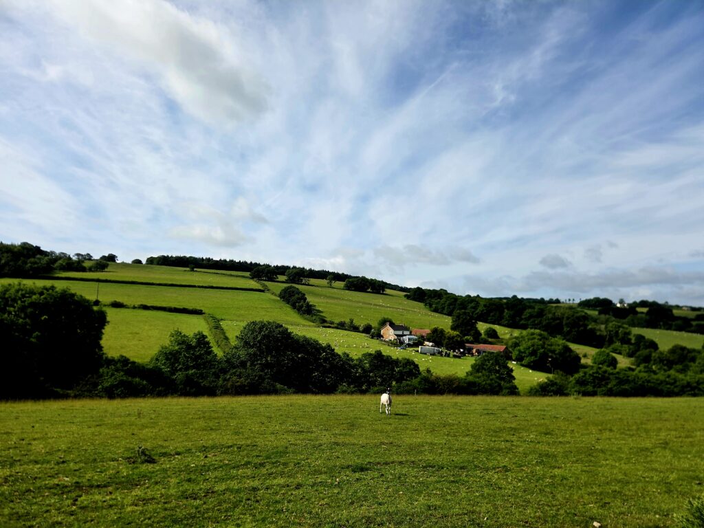 Anne Reutin
conseil à la plantation agroforesterie plantation de haies champêtres PGDH audit label haie