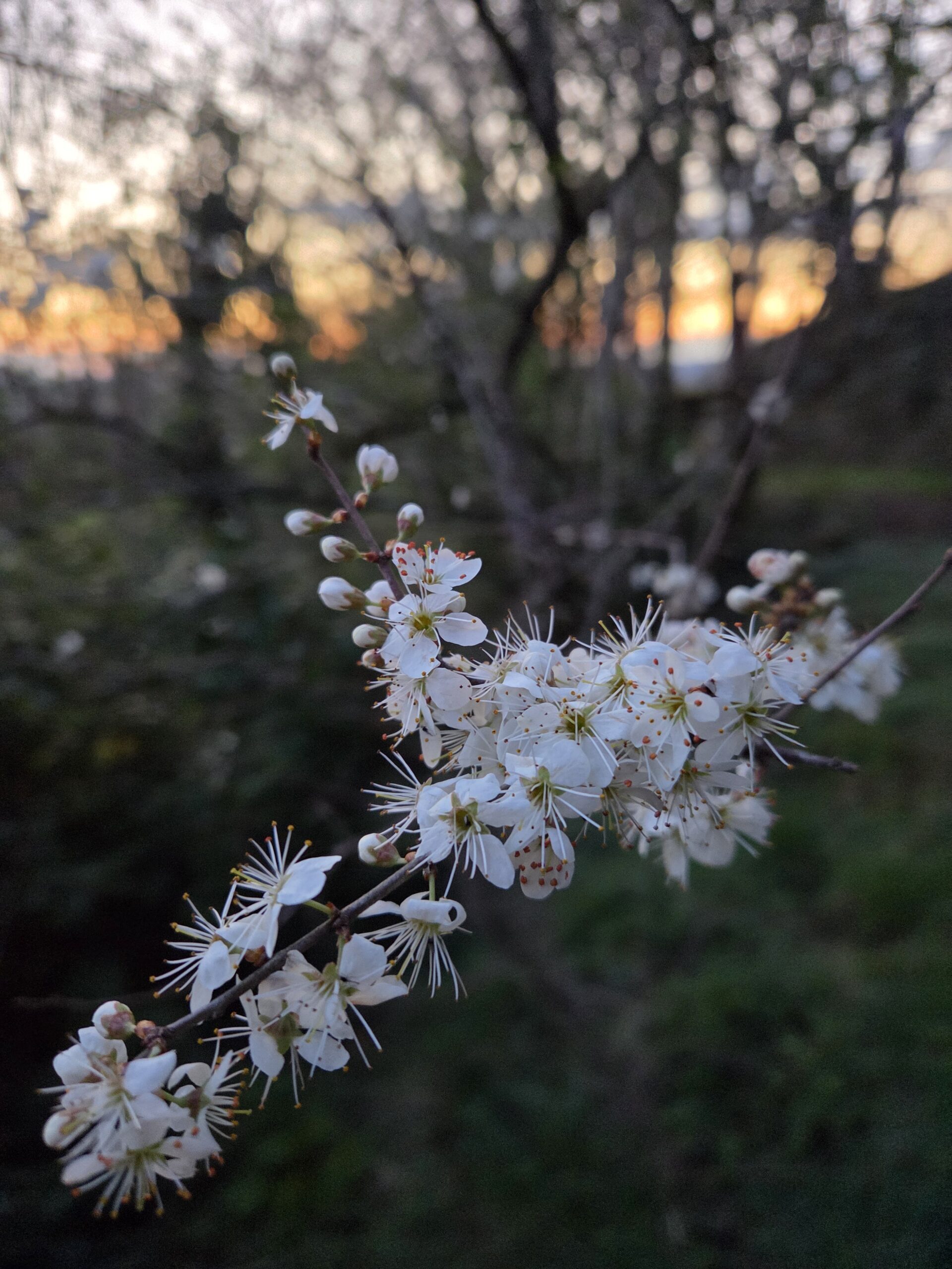 conseil à la plantation
agroforesterie
plantation de haies champêtres
PGDH
audit label haie