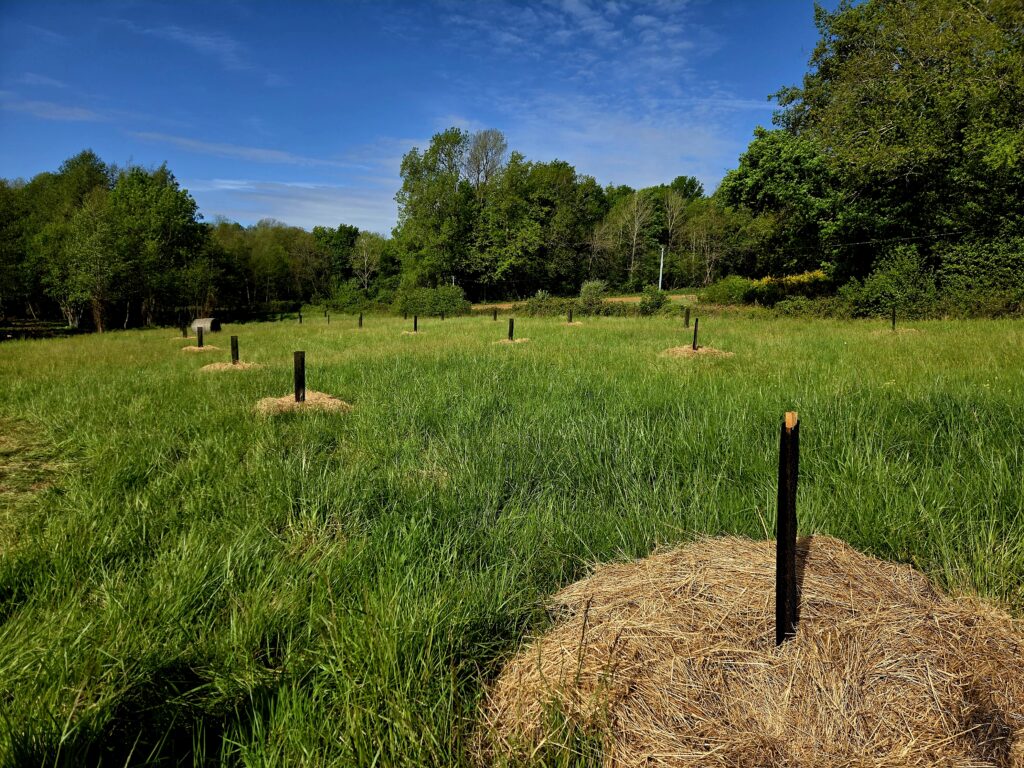 Anne Reutin
conseil à la plantation agroforesterie plantation de haies champêtres PGDH audit label haie